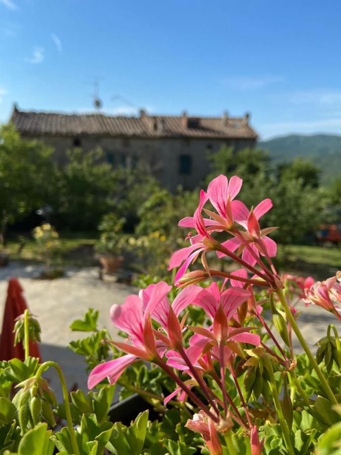 Agriturismo La Via Dell'Oliviera Ciciano Buitenkant foto